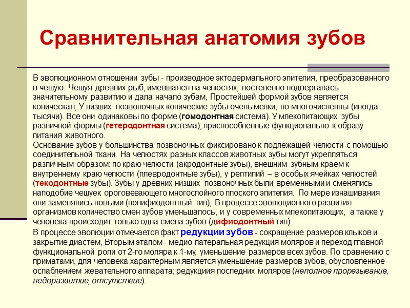 В эволюционном отношении зубы - производное эктодермального эпителия, преобразованного в чешую. Чешуя древних рыб,